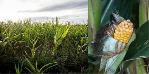 Spannmålsbrist banar väg för majs