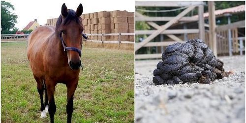Ny miljörådgivning till hästhållare