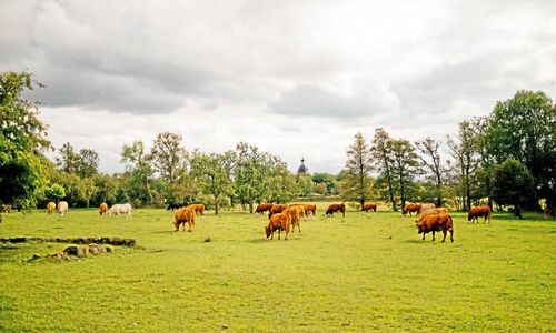 Miljöpartiet i replik: ”Vi har ett ansvar för djuren”