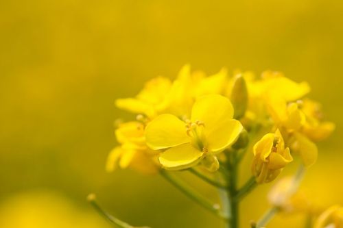 Sen höstvärme riskerar att den höstsådda rapsen överväxer och utvintrar.