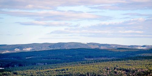 Forskare: Skogen räcker inte för att nå klimatmål