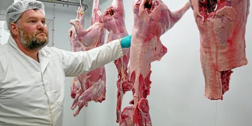 "Illegal handel har gett vildsvinen oförtjänt dåligt rykte"