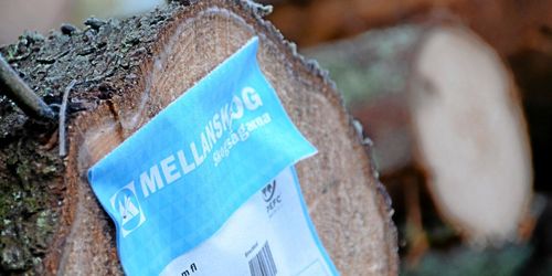 Extremvädret bromsar Mellanskog