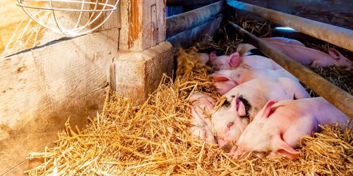 ”Grisnäringen måste ta större ansvar”