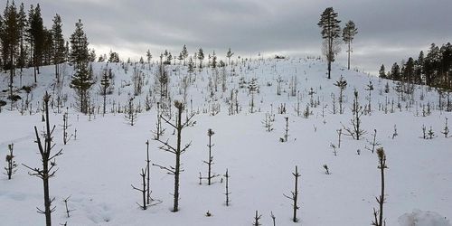 Sveaskog överklagar avslag på helikopterjakt