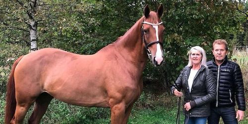 Springsteen köper svensk häst: ”Fantastiskt”