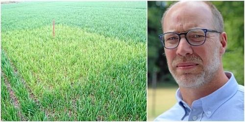 Utmaning pricka rätt kvävegiva i år