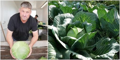 ATL TV: Vitkålssatsningen som gick hem