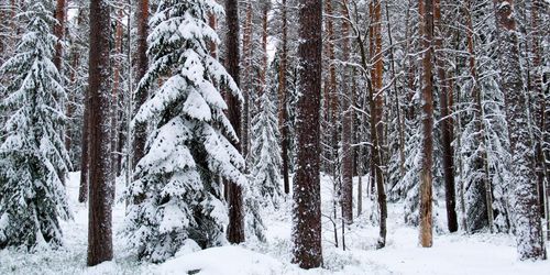 Nu ska 2 000 hektar skogsmark skiftas