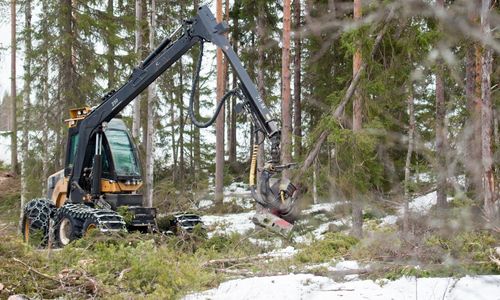 Lokala aktivister stoppade skogsavverkning
