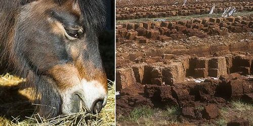 Många väljer torv när halm och spån tryter