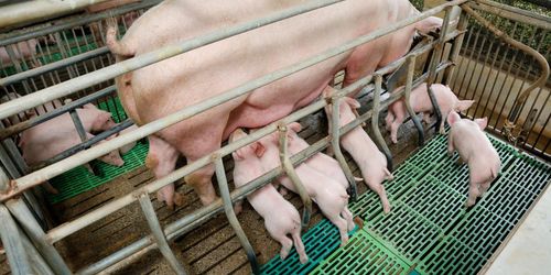 Tre av fyra grisgårdar spås försvinna i Nederländerna