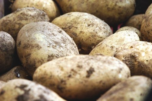 Investeringen ger utrymme för att satsa på ökad produktion och nya potatisprodukter.