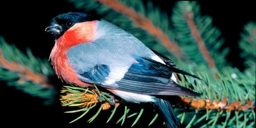 Framåt för skogsfåglar i Västmanland