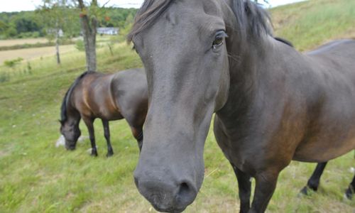 Bucht: Inget torkstöd till hästnäringen just nu