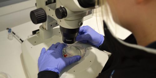 Viking Genetics siktar på Asien