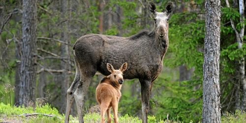 Älgkampanj gav styrelseavhopp