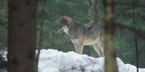 Shetlandsföl dödades av varg