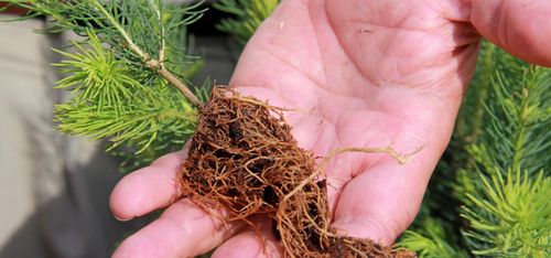 Snart går det att plantera med vänsterhanden