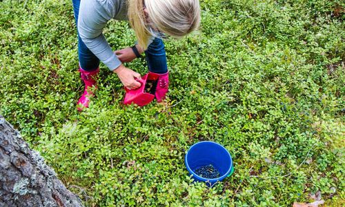 Låt oss diskutera Allemansrätten i grunden