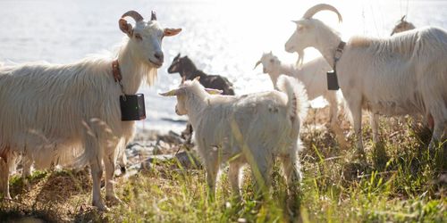 Så kan osynliga stängsel spara tid och pengar