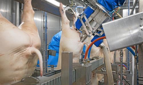 Storebror på väg in i slakterierna