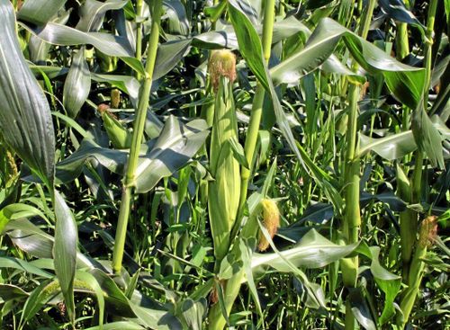 GMO-bonde får rätt i EU-domstolen