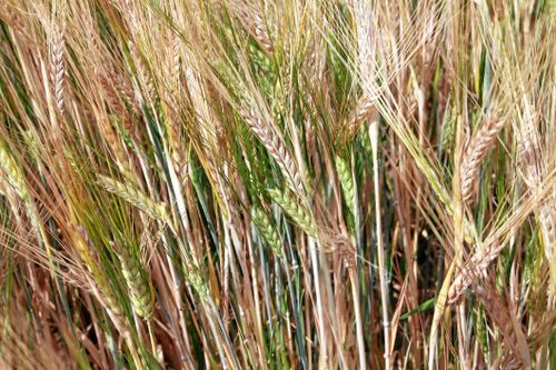 Får stipendium för sitt maltkornsjobb