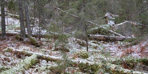 Ingen nöjd med ny metod för nyckelbiotoper