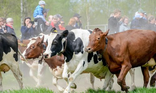 Kosläpp fullbokat – på 50 minuter