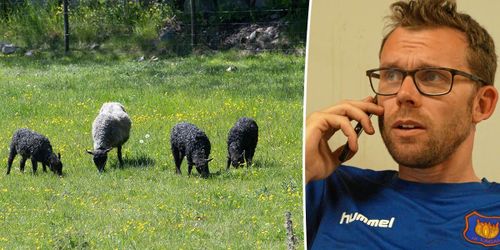 Tog över Tangara farm – nu slutar han med lamm