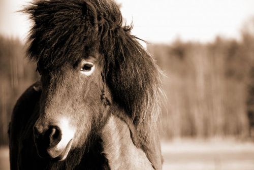 Nu kan snart räddningen finnas för eksamplågade islandshästar och -hästägare genom nytt vaccin.