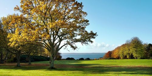 SLU studerar nyttan med träd