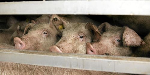 Inte en enda kontroll av djurtransporter på fem år