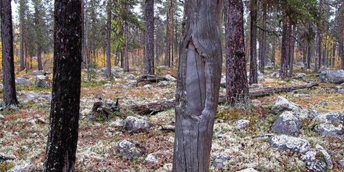 Polisen JO-anmäls efter tältläger i Kallak