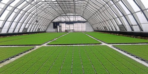 Torr vår ställer nya krav på plantleverantörer