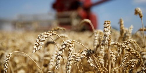 Lantmännens stopp för kvarnvete får kritik