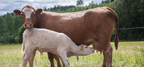 Dramatisk prisssänkning väntar mjölkbönder