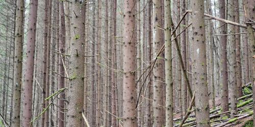 Ta tag i skogsskötseln – med tre T