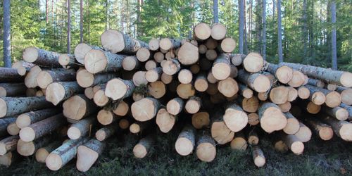 Svensk virkesredovisning sämst i Norden