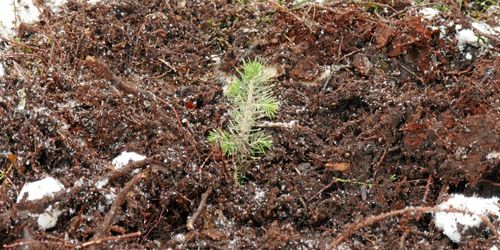 Negativa effekter uteblev