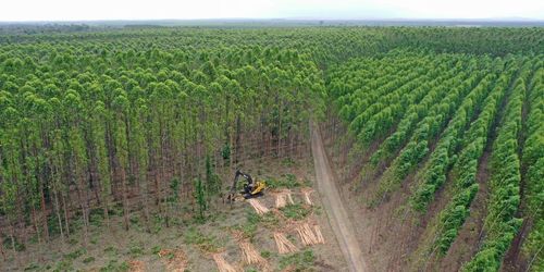 ATL TV: Lång marktvist vid Stora Ensos bruk i Brasilien
