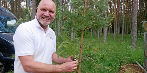 Enkelt tallskydd ska minska älgskadorna