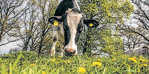 Aktivister vill inte se djur jobba