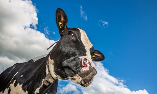 100 miljoner liter mjölk överflödig