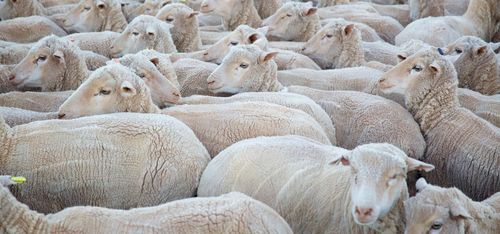 Australiensiska får dog på fraktskepp