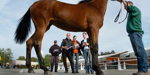Nu börjar kampen om elithästarna