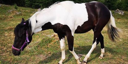 Stulen eller förrymd?