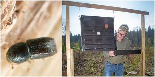 Här vittjas fällor i jakt på barkborrarna