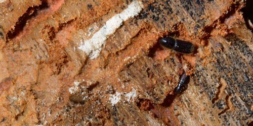 Uppåt igen för granbarkborrarna